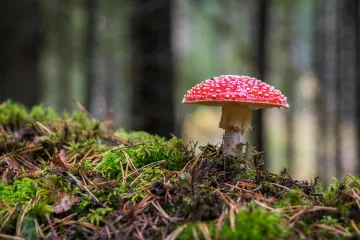 Záchranáři už řeší první otravy houbami. Těch smrtelných ale ubývá