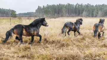 Vypuštění divokých exmoorských koní do rezervace Janovský mokřad