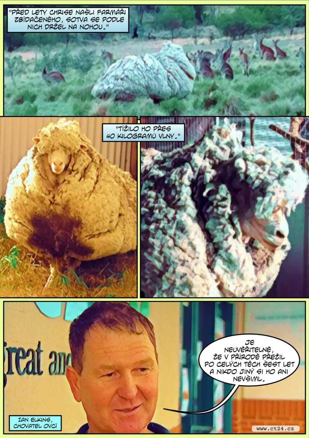 Zemřela nejslavnější ovce Austrálie. Chris měl na sobě přes čtyřicet kilo vlny