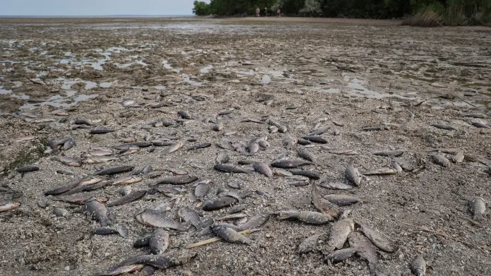 Ryby uhynulé po zničení Kachovské přehrady
