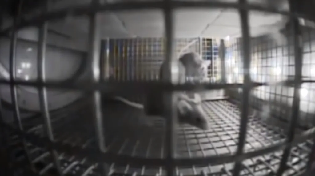 Myší astronauti na ISS