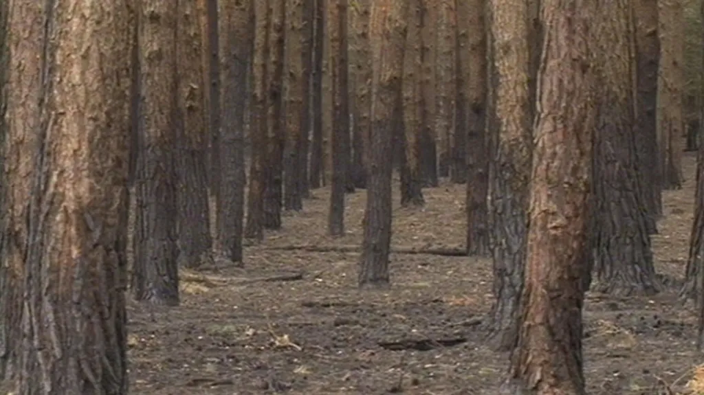 Ohořelé stromy v lese u Bzence