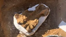 Část nalezené lebky nosorožce srstnatého