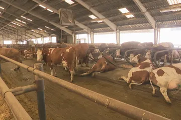 Farmáři kvůli horku instalují ventilátory a sprchy, rybáři okysličují vodu
