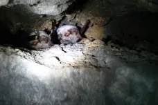 Zoologové vyrazili do Javoříčských jeskyní. Za netopýry do největších českých zimovišť