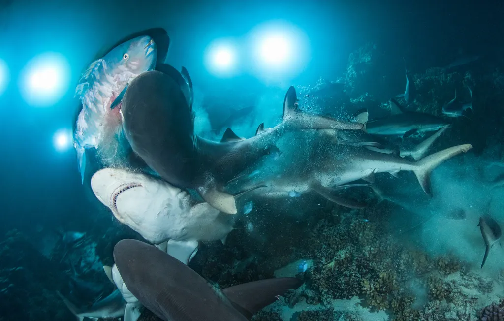 Absolutní vítěz soutěže Underwater Photographer of the Year a vítěz kategorie Přirozené situace