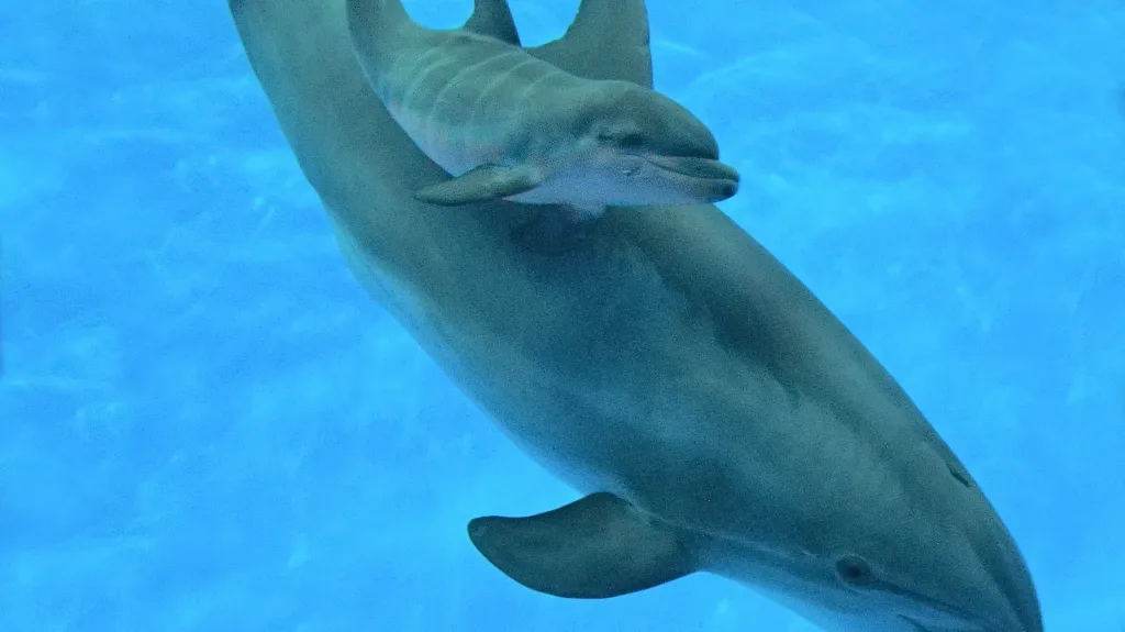Delfíní samice s mládětem