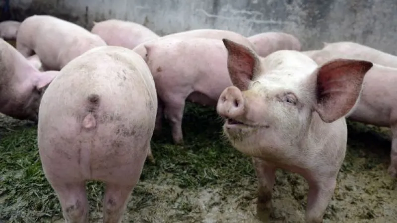 Ovoce a zeleniny jíme méně, produkci masa se daří