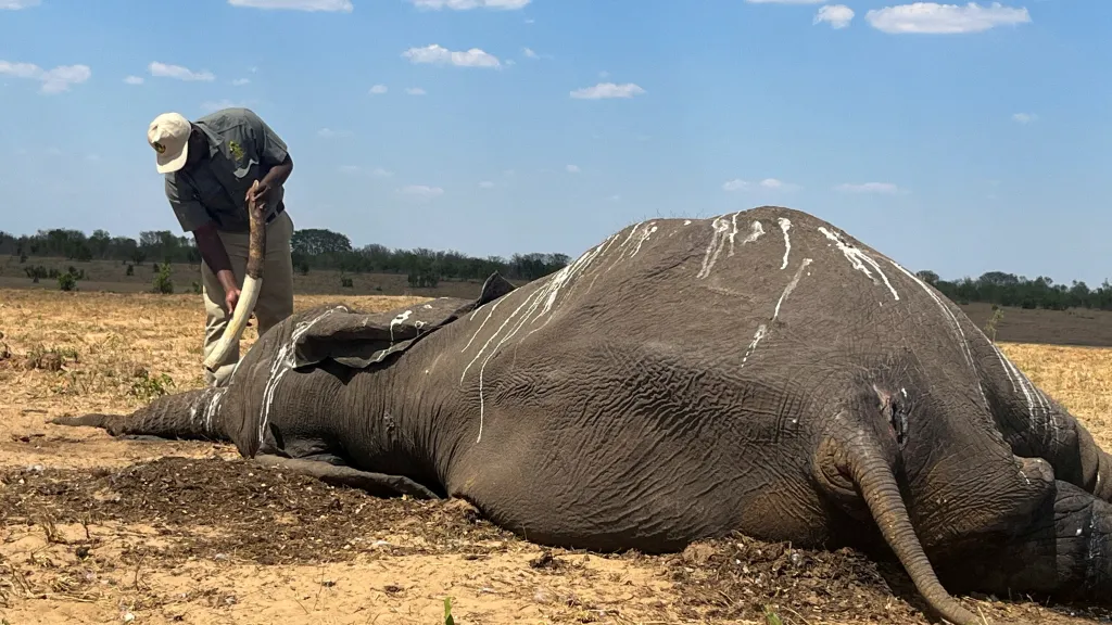 Mrtvý slon v Zimbabwe