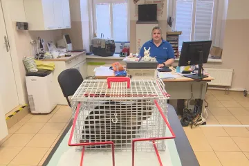 V Karlovarském kraji chybí veterinární pohotovost. Jeho vedení chce situaci zlepšit