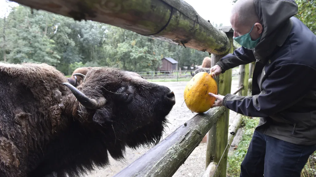 Lidé donesli zvířatům do Zoo v Brně kaštany nebo dýně