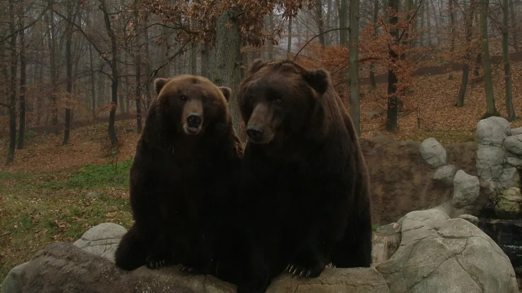 Pár medvědů kamčatských
