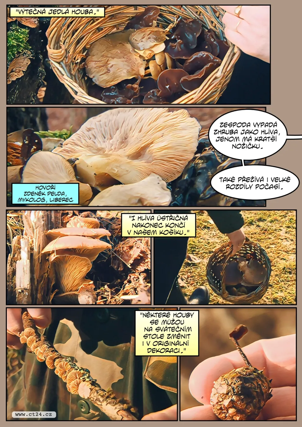 Díky počasí se letos zimním houbám daří