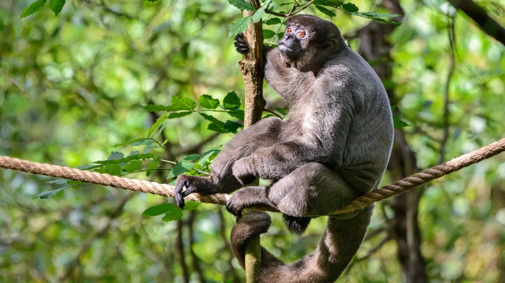 Chápani vlnatí ve zlínské zoo