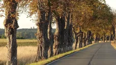 Jírovcová alej na Plzeňsku