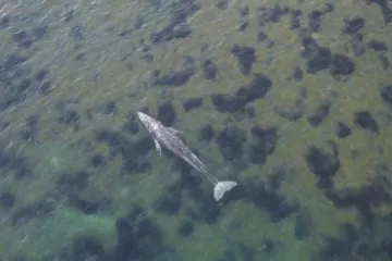 Britští záchranáři museli utratit mládě plejtváka, které uvázlo v Temži