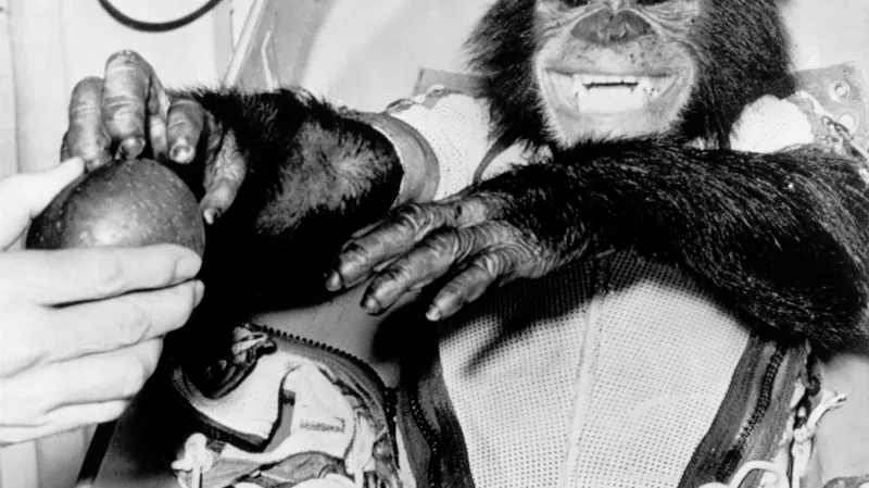 Ham dostává jablko po přistání