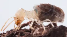 Termit Neocapritermes taracua