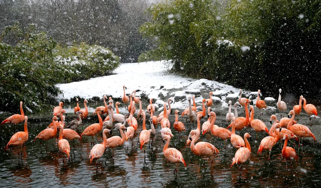 Silné sněžení a mrazivé počasí překvapilo plameňáky ve švýcarské zoo v Curychu. Zahrada byla otevřena v roce 1929 a je považována za jednu z nejlepších v Evropě