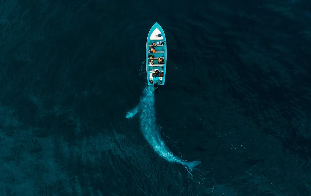 Vítěz v kategorii Nature: snímek Gray Whale Plays Pushing Tourists ukazuje velrybu, která si hraje s lodí turistů