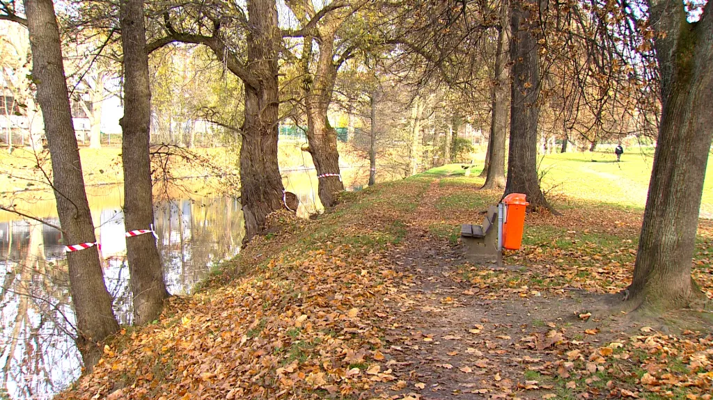 Projekt počítá s kácením desítek stromů