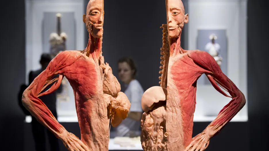 Výstava Bodies na pražském Výstavišti
