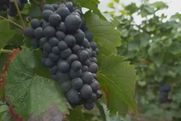 Francouzské šumivé víno opět míří do Ruska. Bojkot nastal poté, co ho Rusové zakázali nazývat šampaňským