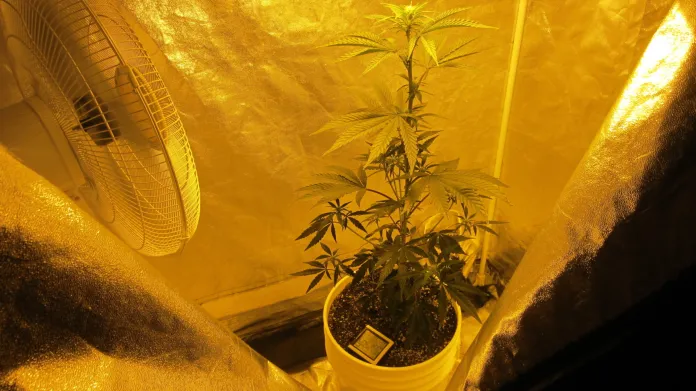 Pěstování marihuany
