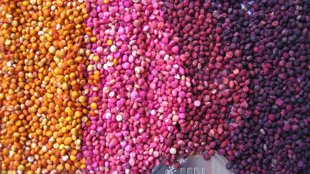 Kvinoa, různobarevná