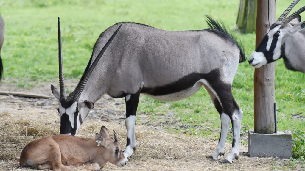 Oryx (přímorožec) jihoafrický