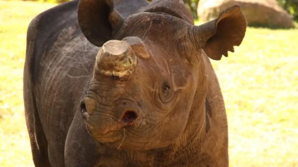 Samička nosorožce Phila přežila devět útoků pytláků