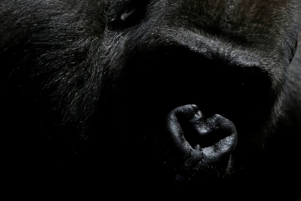 Devítiletá gorila jménem Echo při tiskové konferenci ve svém výběhu u příležitosti jejího příchodu z ekologického parku Kolmarden ve Švédsku do parku Fuengirola nedaleko španělské Malagy, aby zde vytvořila novou chovnou skupinu.
