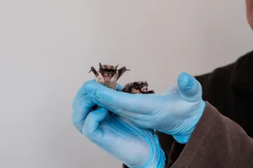 Brněnští vědci objevili mezi spermiemi netopýrů neznámého parazita