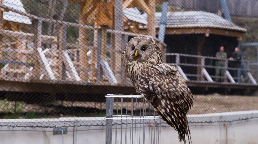 Areál sovích voliér v Borové Ladě