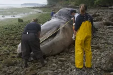 U pobřeží USA hyne neobvykle hodně velryb. Úřady hledají vhodná místa pro jejich těla