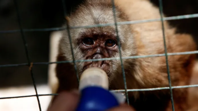 Krmení zvířat ve venezuelské zoo