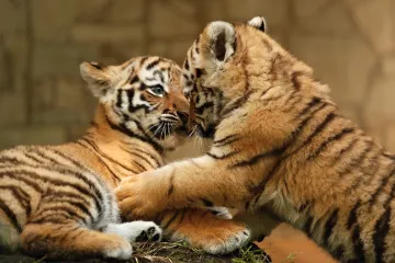 Ostravští tygři vyrážejí do světa, zoo se s nimi rozloučilo v neděli