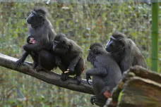Dva makakové z děčínské zoo jsou stále na útěku mimo areál zahrady