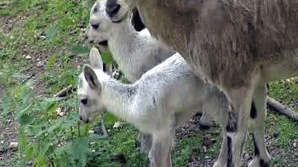 Mláďata nahura tibetského