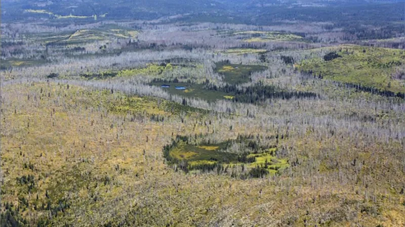 Kůrovec na Šumavě