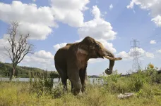 Sloni se přesunují do velehor, ukázal výzkum v Indii. Žene je tam člověk i klima
