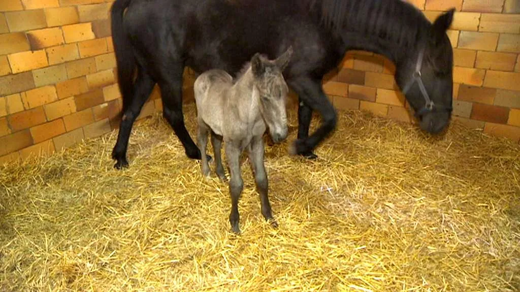 První hříbě kladrubského hřebčína roku 2015
