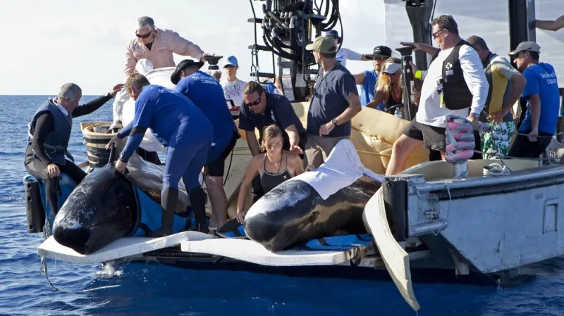 Záchrana kulohlavců