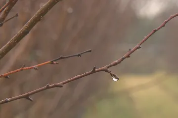 Ovocnáři letos přišli až o tři čtvrtiny úrody