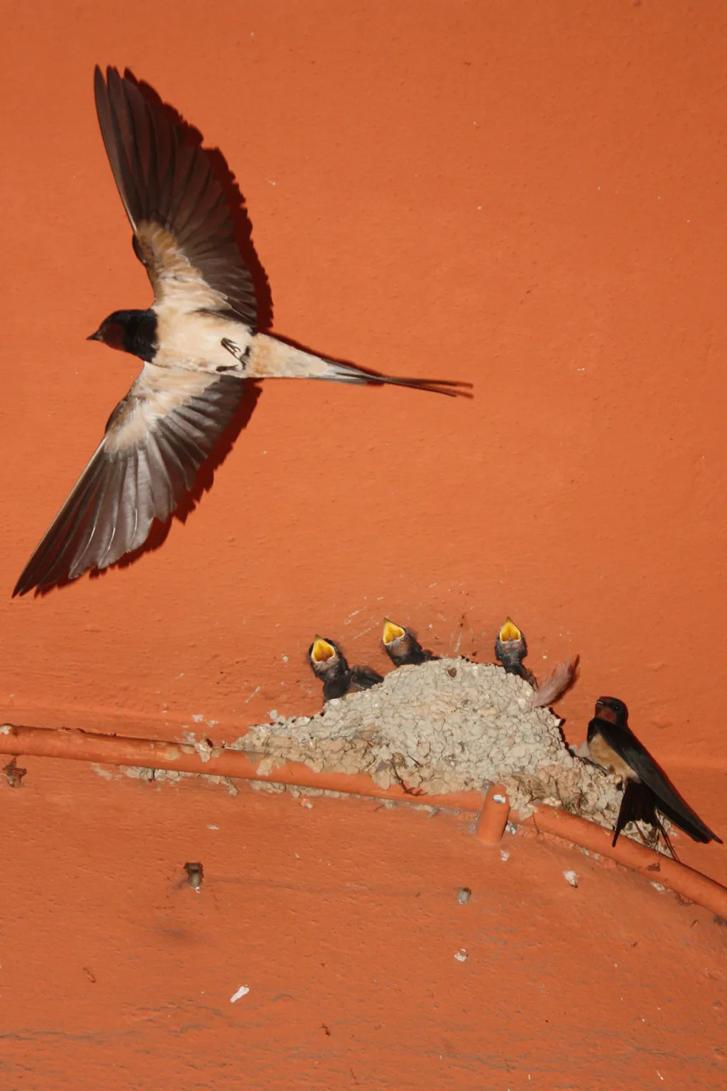 Nominace v kategorii Czech Photo Junior Award. Nenasytná zlobidýlka - Vlaštovky v půlce května při krmení hladových krků.