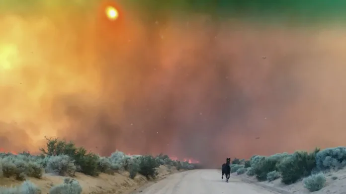 Rozsáhlé požáry kolem kalifornského údolí Long Valley poblíž města Doyle. Na snímku šerifa distriktu Lassen je zachycen kůň prchající před postupujícím ohněm