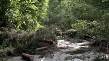 Popadané stromy