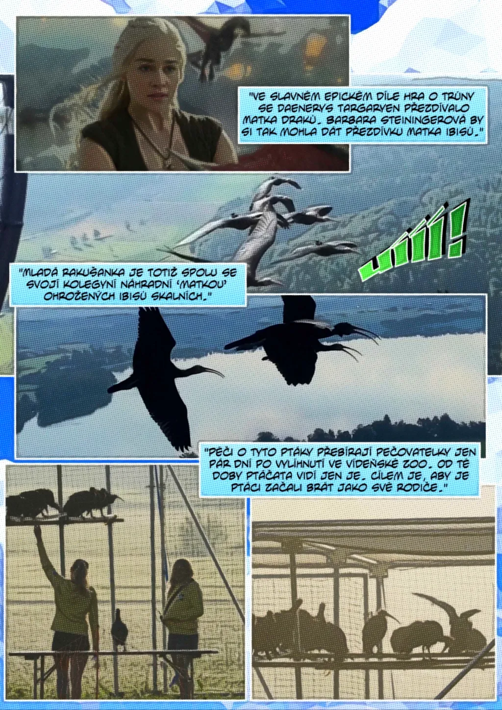 Ohrožený ibis skalní se učí migrační trasy