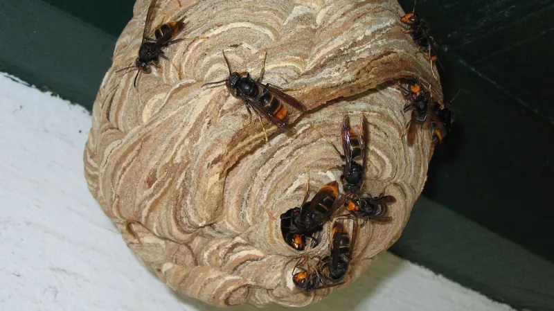 Hnízdo sršně asijské