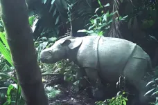 Přírodovědci vyfotili mládě vymírajícího nosorožce, je nadějí pro celý druh